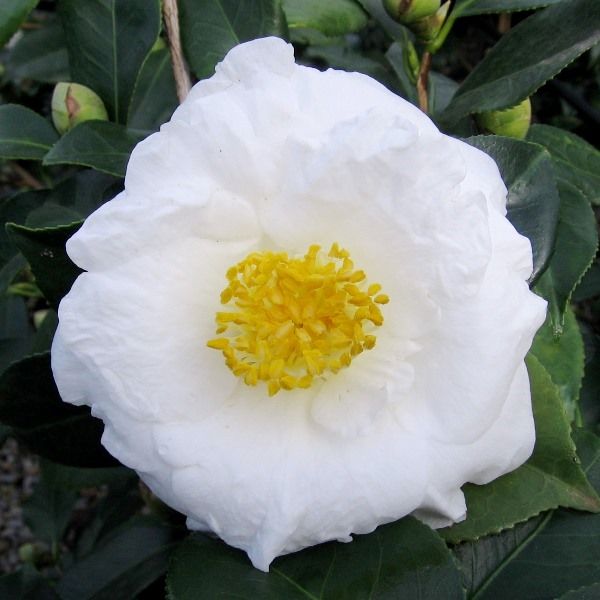 Camellia japonica 'Lovelight'