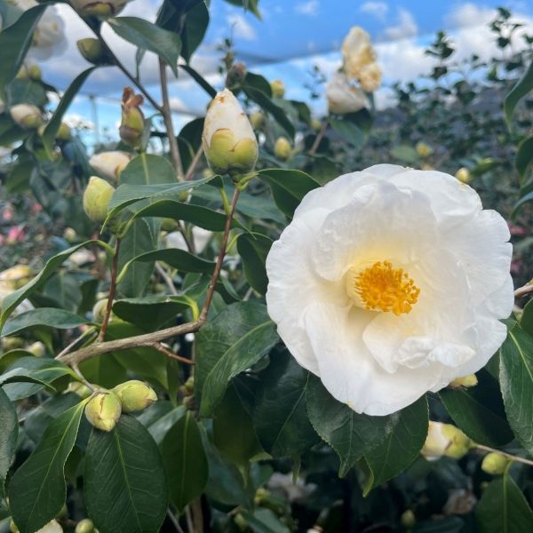 Camellia japonica 'Lovelight'