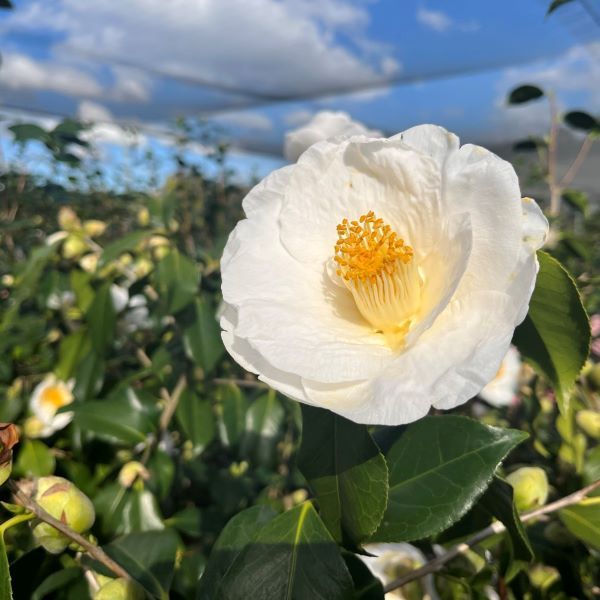 Camellia japonica 'Lovelight'