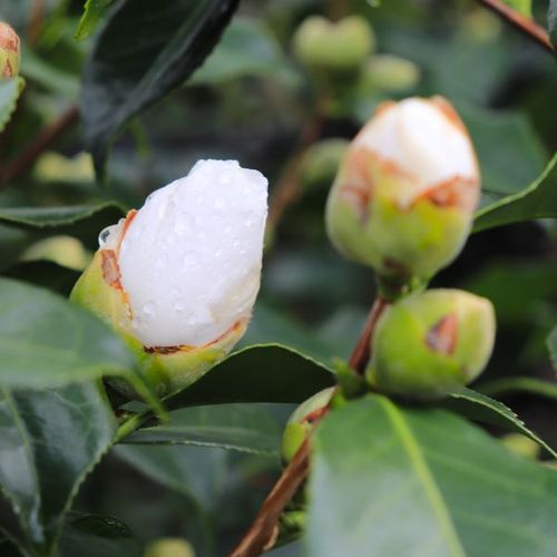 Camellia japonica 'Lovelight'