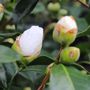 Camellia japonica 'Lovelight'