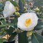 Camellia japonica 'Lovelight'