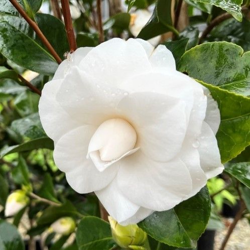 Camellia japonica 'Pope John XXIII'