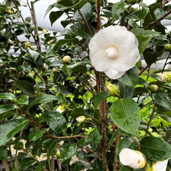 Camellia japonica 'Pope John XXIII'