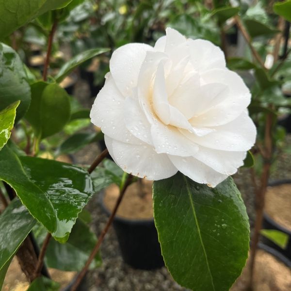 Camellia japonica 'Pope John XXIII'