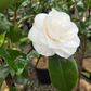 Camellia japonica 'Pope John XXIII'