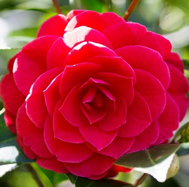 Camellia japonica 'Red Red Rose'