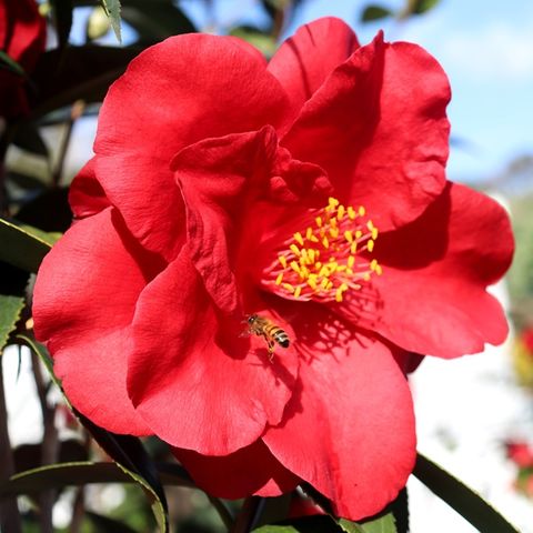 Camellia japonica 'Royal Velvet'