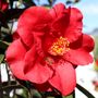 Camellia japonica 'Royal Velvet'