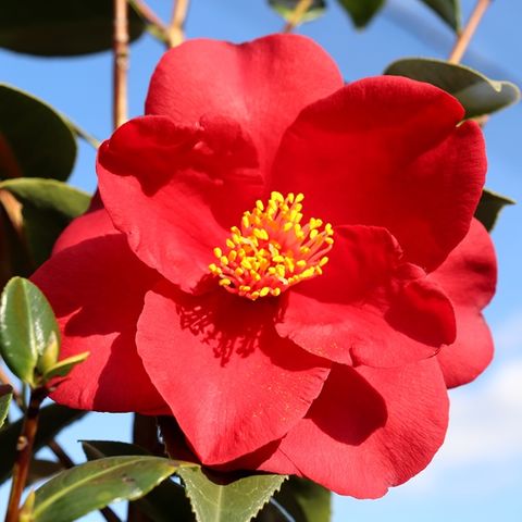 Camellia japonica 'Royal Velvet'
