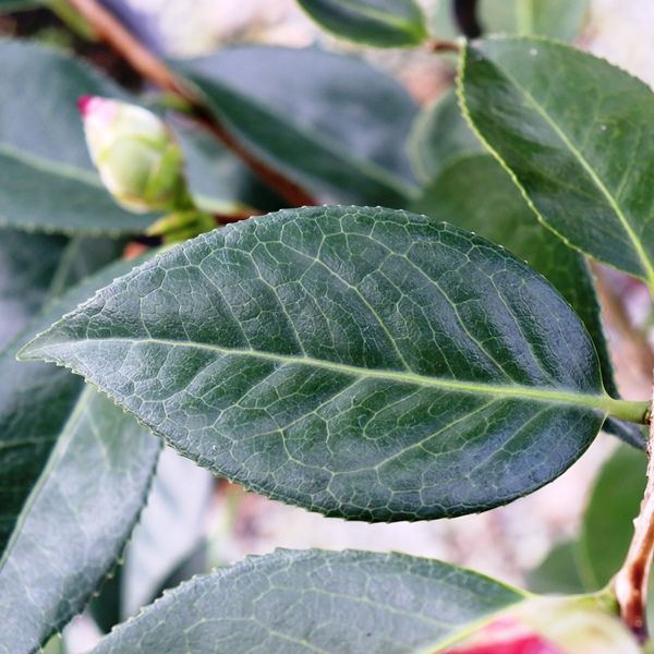 Camellia japonica 'Royal Velvet'