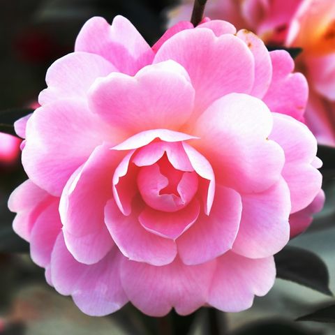 Camellia japonica 'Spring Surprise'