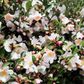 Camellia japonica 'Transtasman' Trellis