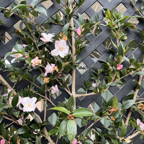 Camellia japonica 'Transtasman' Trellis