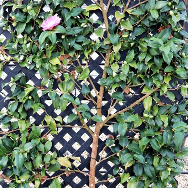 Camellia japonica Trellis