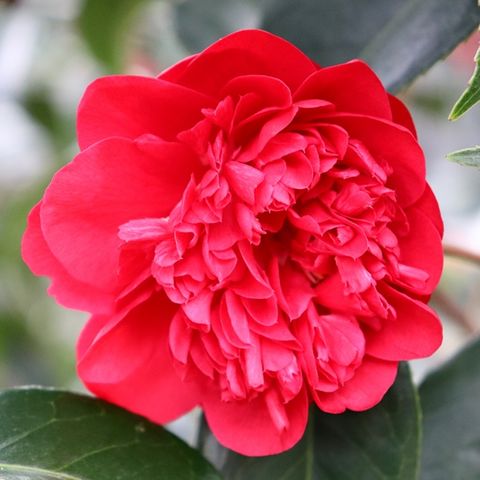 Camellia japonica 'Volcano'