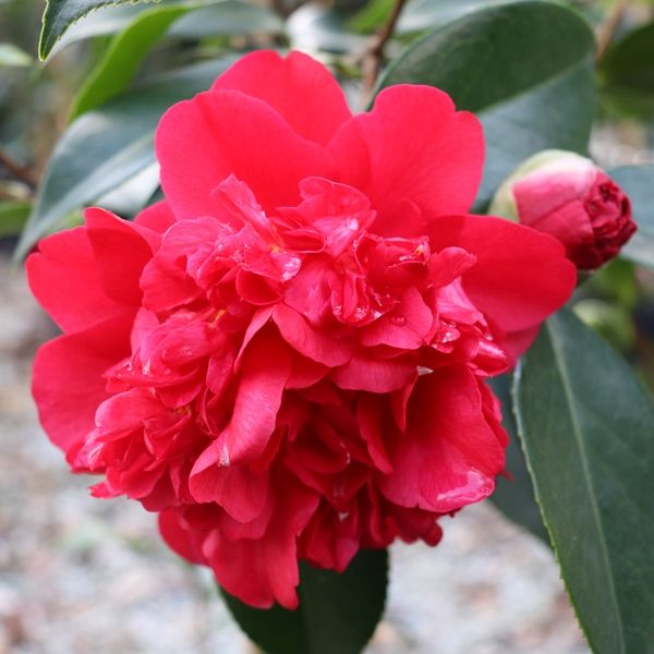 Camellia japonica 'Volcano'