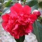Camellia japonica 'Volcano'
