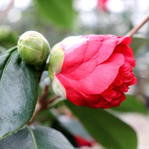 Camellia Japonica Volcano Warners Nurseries