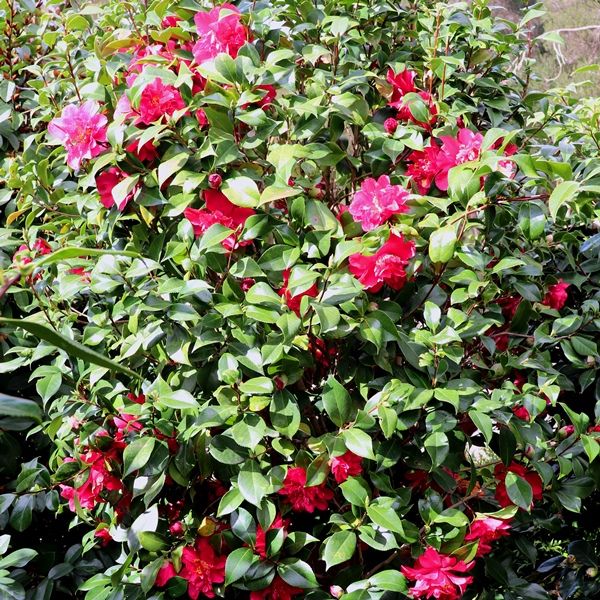 Camellia japonica 'Volcano'