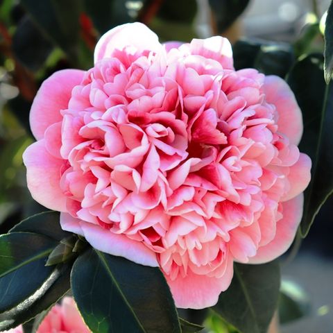 Camellia japonica 'Volunteer' pbr
