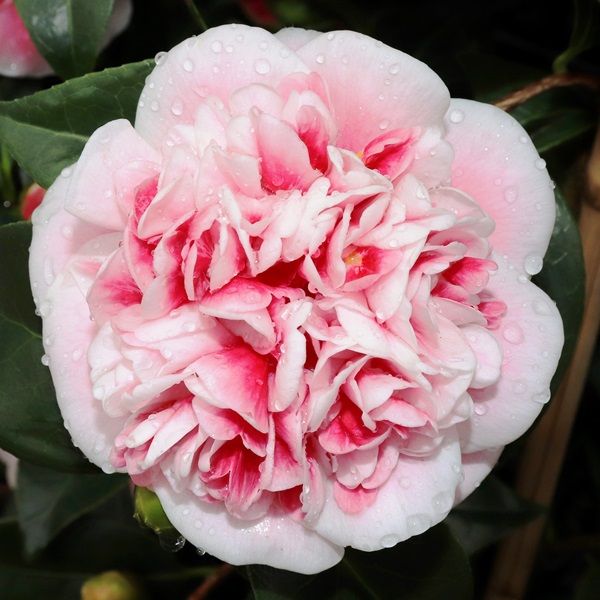 Camellia japonica 'Volunteer' pbr