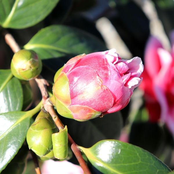 Camellia japonica 'Volunteer' pbr