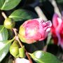 Camellia japonica 'Volunteer' pbr