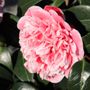 Camellia japonica 'Volunteer' pbr