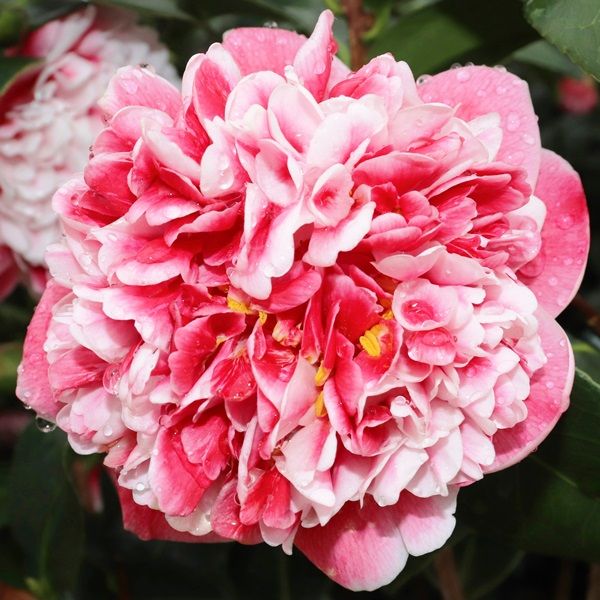 Camellia japonica 'Volunteer' pbr