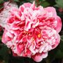 Camellia japonica 'Volunteer' pbr