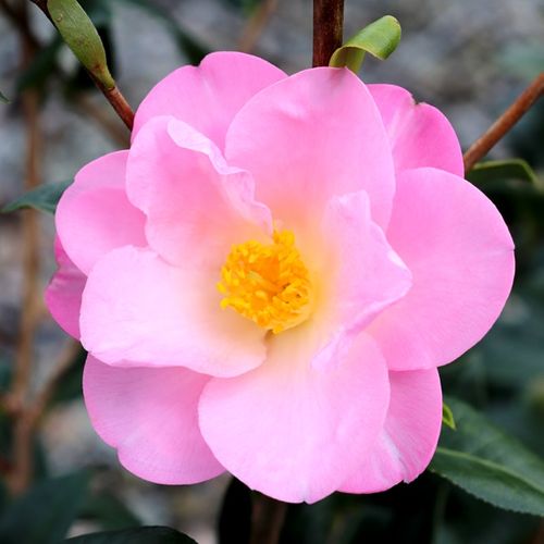 Camellia pitardii x 'Nicky Crisp'