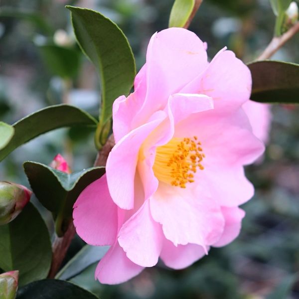Camellia pitardii x 'Nicky Crisp'