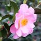 Camellia pitardii x 'Nicky Crisp'
