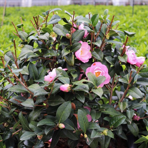 Camellia pitardii x 'Nicky Crisp' Ball