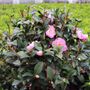 Camellia pitardii x 'Nicky Crisp' Ball