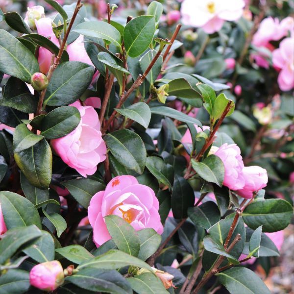 Camellia pitardii x 'Nicky Crisp' Ball