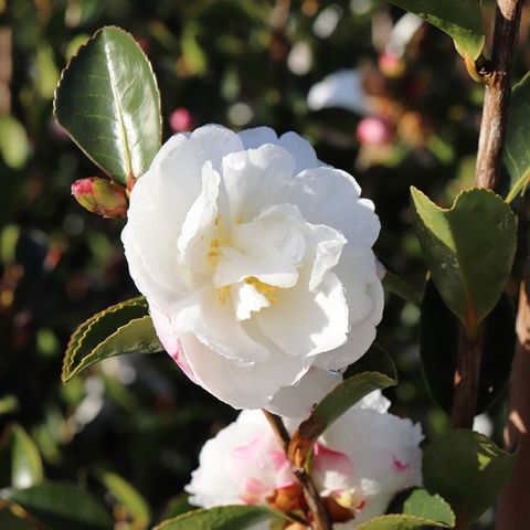 Camellia sasanqua 'Asakura'