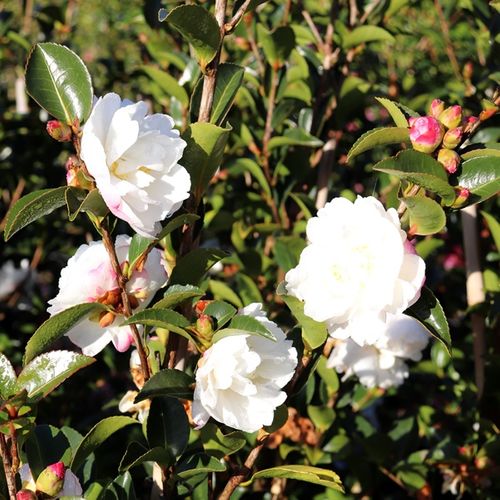 Camellia sasanqua 'Asakura'