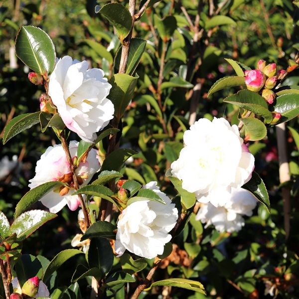 Camellia sasanqua 'Asakura' Warners Nurseries
