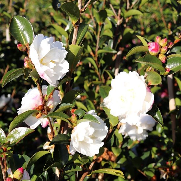 Camellia sasanqua 'Asakura'