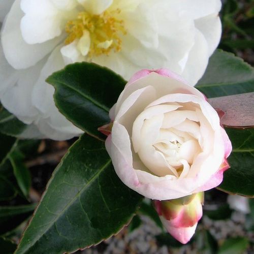 Camellia sasanqua 'Asakura'