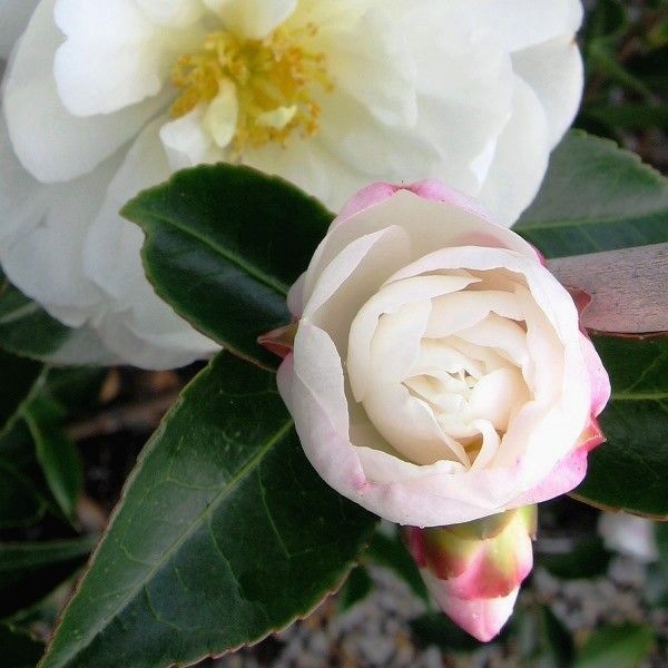 Camellia sasanqua 'Asakura'