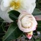 Camellia sasanqua 'Asakura'