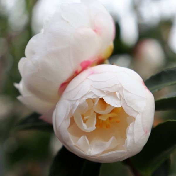 Camellia sasanqua 'Asakura'