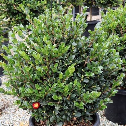 Westringia fruticosa 'Jervis Gem' Ball - Warners Nurseries