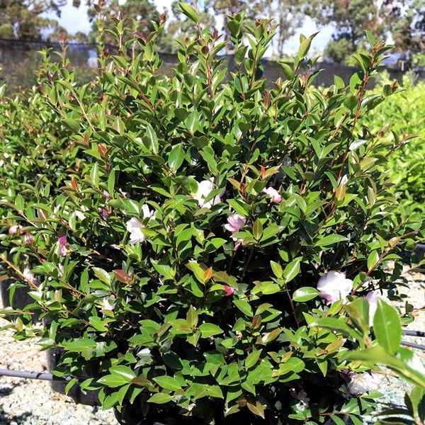 Camellia sasanqua Ball Warners Nurseries