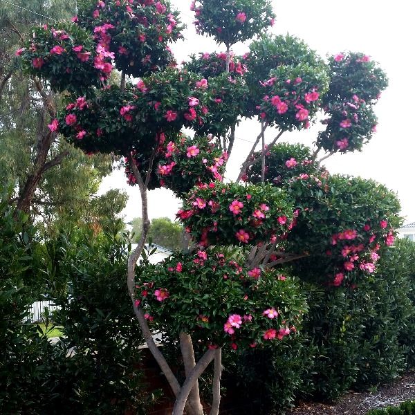 Camellia sasanqua Cloud - Warners Nurseries