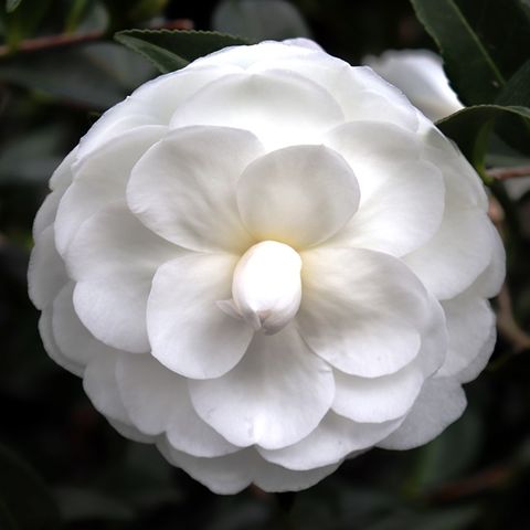 Camellia sasanqua 'Early Pearly'