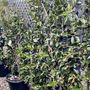 Camellia sasanqua 'Early Pearly' Trellis